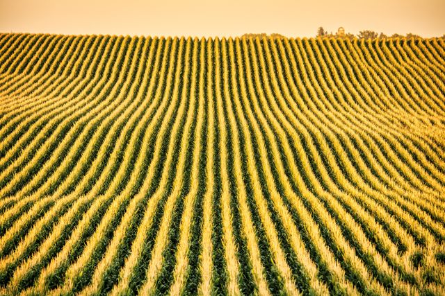 Monoculture de l'intelligence